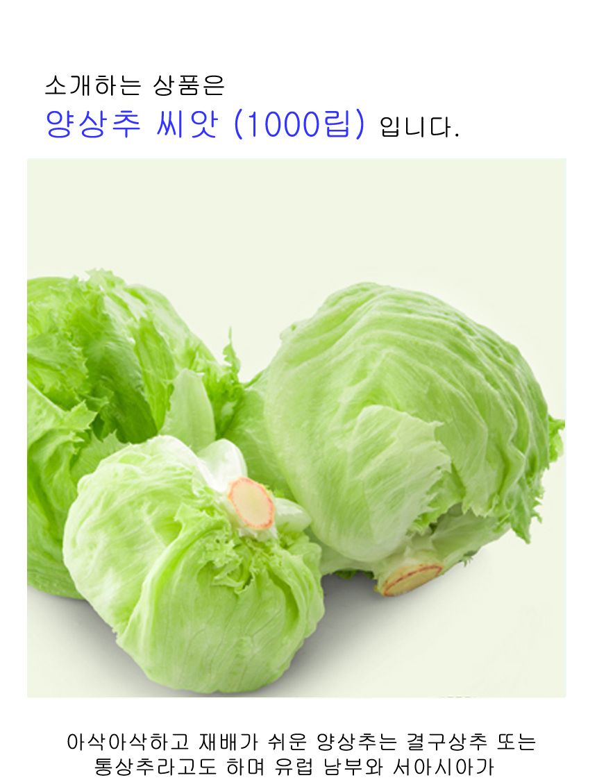 양 상추 셀러드 야채 채소 식물 씨 종자 씨앗 1000립/양상추종자/양상추씨/양상추씨앗/씨/씨앗/종자/야채씨