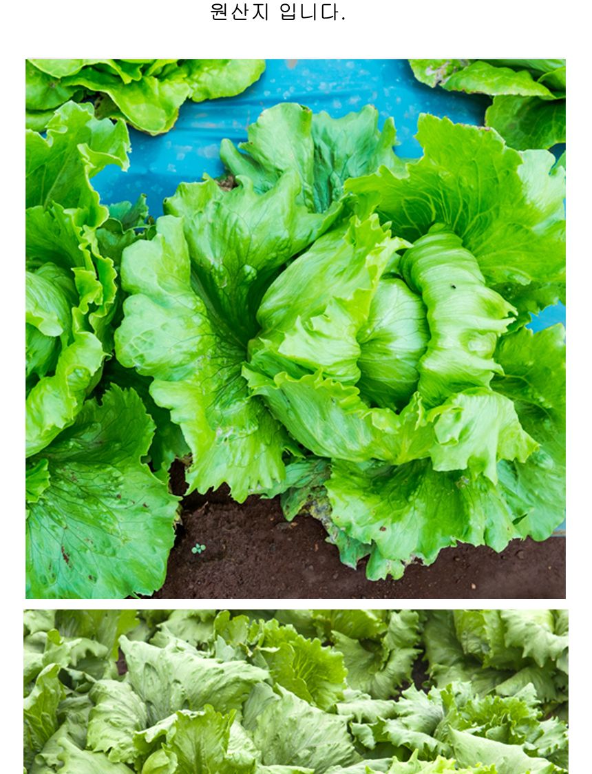 양 상추 셀러드 야채 채소 식물 씨 종자 씨앗 1000립/양상추종자/양상추씨/양상추씨앗/씨/씨앗/종자/야채씨