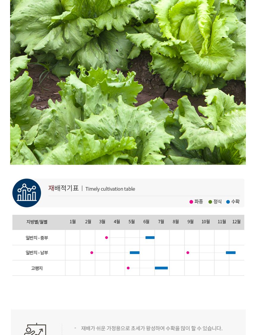 양 상추 셀러드 야채 채소 식물 씨 종자 씨앗 1000립/양상추종자/양상추씨/양상추씨앗/씨/씨앗/종자/야채씨