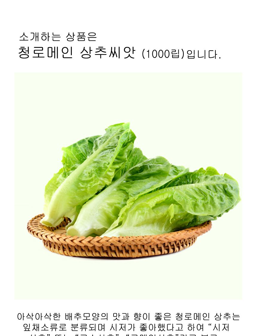청로메인 상추 야채 채소 식물 씨 종자 씨앗 1000립/로메인종자/로메인씨/로메인씨앗/씨/씨앗/종자/야채씨