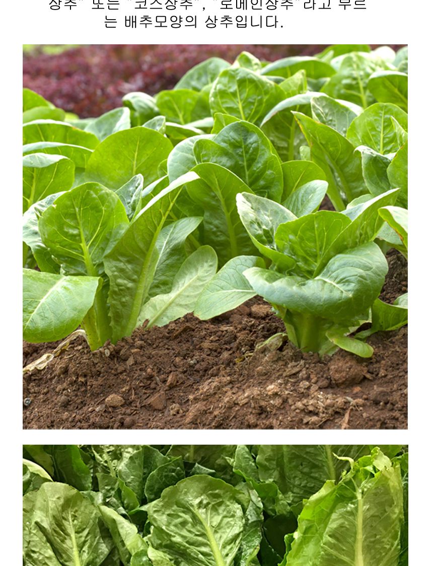 청로메인 상추 야채 채소 식물 씨 종자 씨앗 1000립/로메인종자/로메인씨/로메인씨앗/씨/씨앗/종자/야채씨