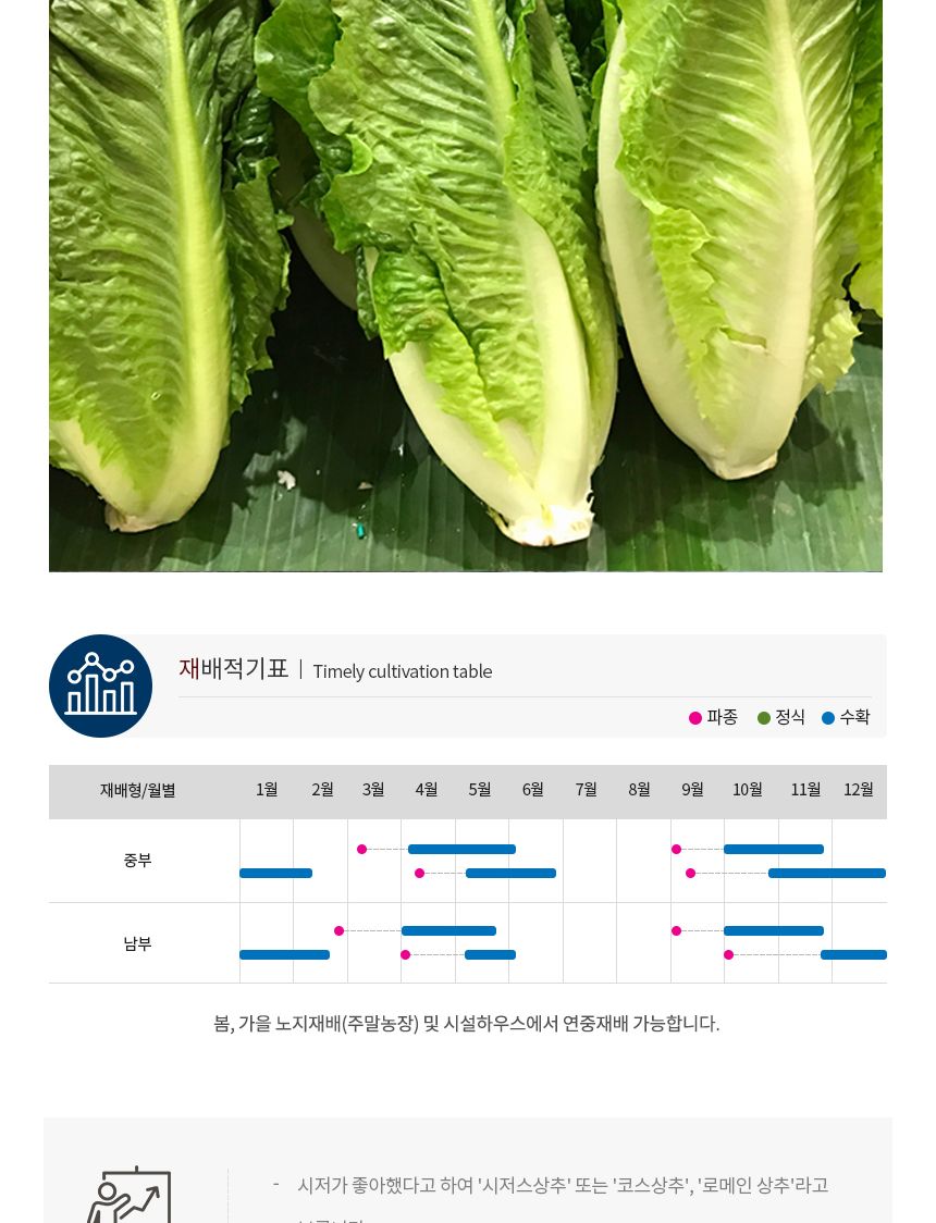 청로메인 상추 야채 채소 식물 씨 종자 씨앗 1000립/로메인종자/로메인씨/로메인씨앗/씨/씨앗/종자/야채씨