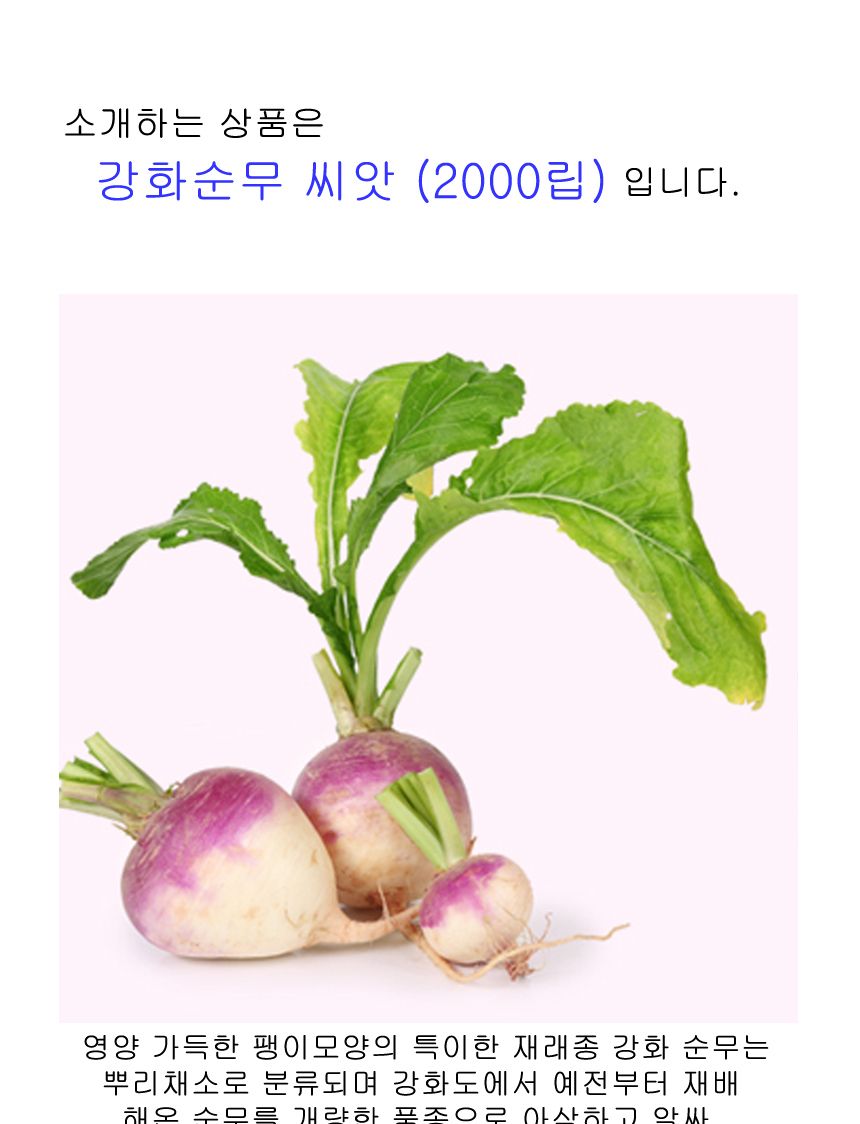 강화순무 무 야채 채소 구근식물 씨 종자 씨앗 2000립/순무종자/순무씨/순무씨앗/씨/씨앗/종자/야채씨앗/야