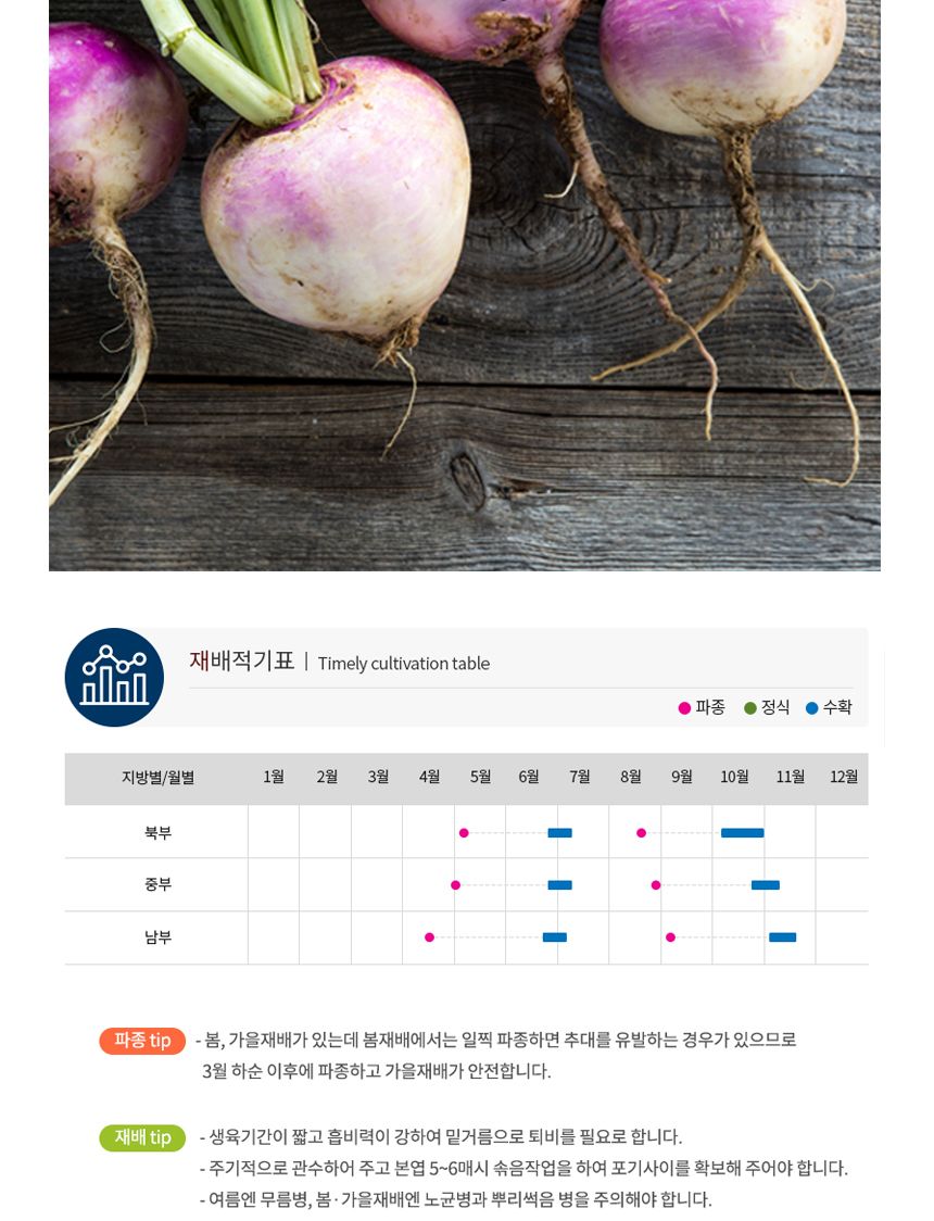 강화순무 무 야채 채소 구근식물 씨 종자 씨앗 2000립/순무종자/순무씨/순무씨앗/씨/씨앗/종자/야채씨앗/야