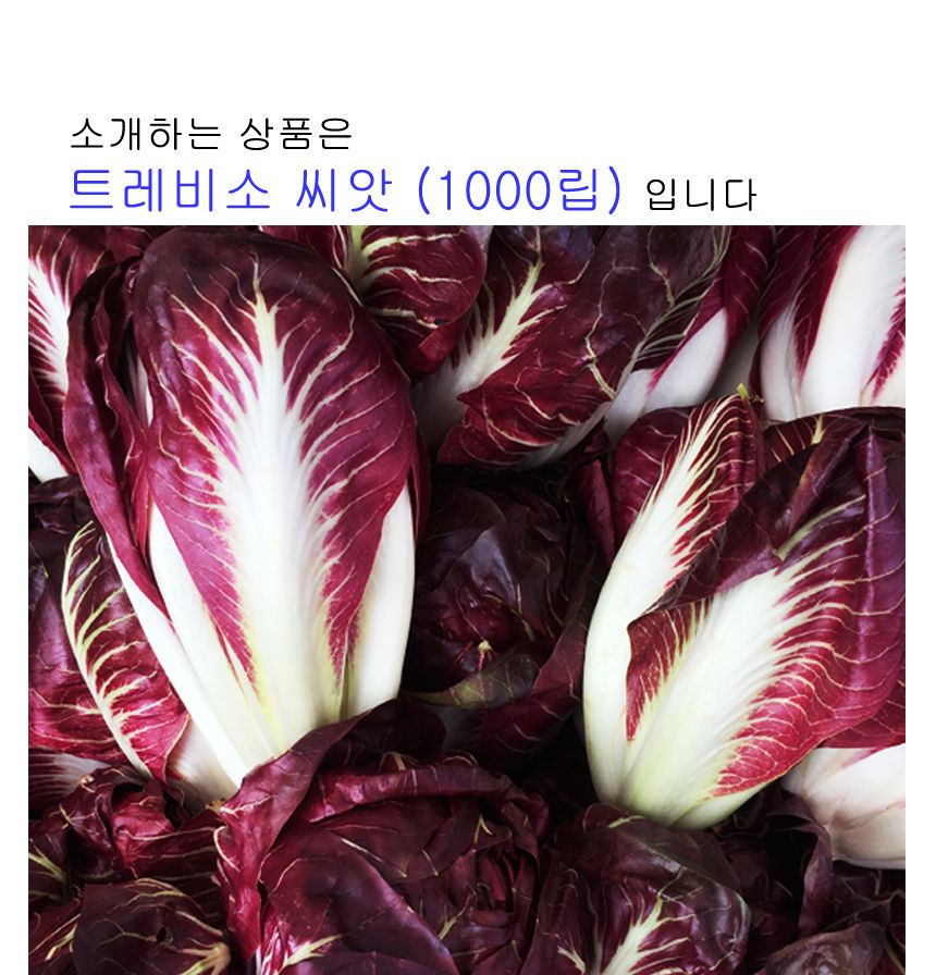 식용 트레비소 셀러드 야채 채소 씨 종자 씨앗 1000립/트레비소종자/트레비소씨/트레비소씨앗/씨/씨앗/종자