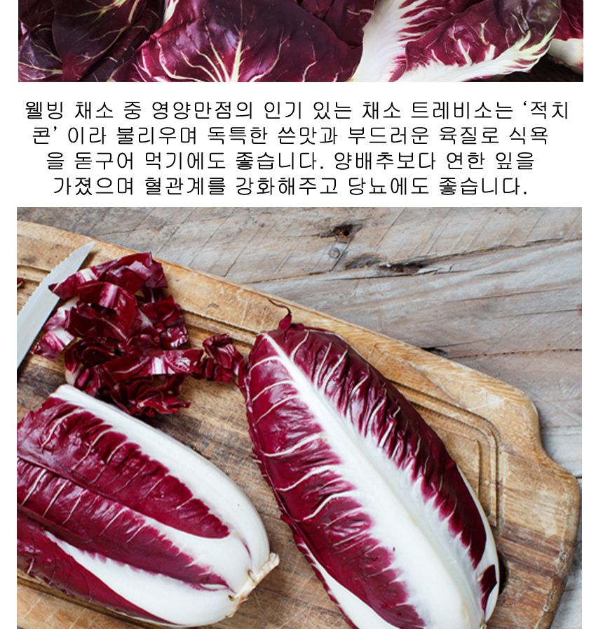 식용 트레비소 셀러드 야채 채소 씨 종자 씨앗 1000립/트레비소종자/트레비소씨/트레비소씨앗/씨/씨앗/종자