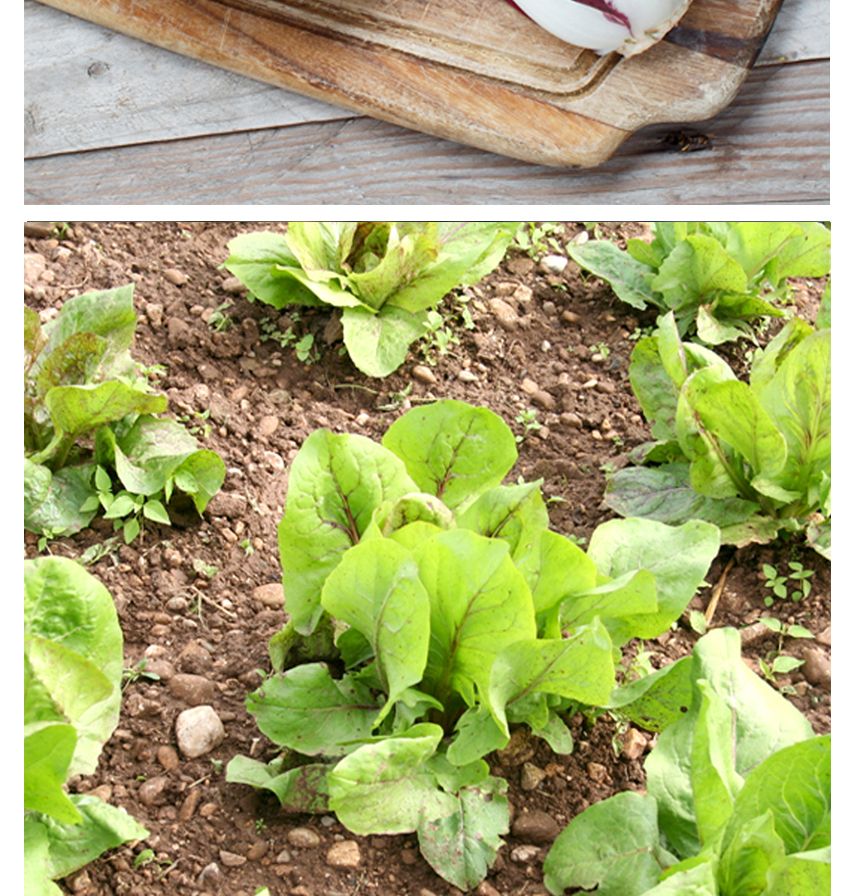 식용 트레비소 셀러드 야채 채소 씨 종자 씨앗 1000립/트레비소종자/트레비소씨/트레비소씨앗/씨/씨앗/종자