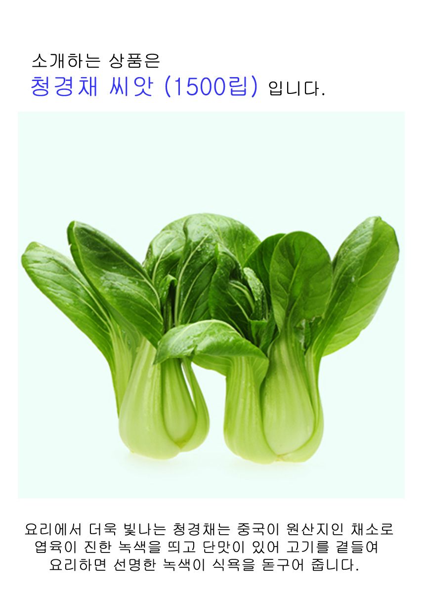 청경채 셀러드 야채 채소 식물 씨 종자 씨앗 1500립/청경채종자/청경채씨/청경채씨앗/씨/씨앗/종자/야채씨