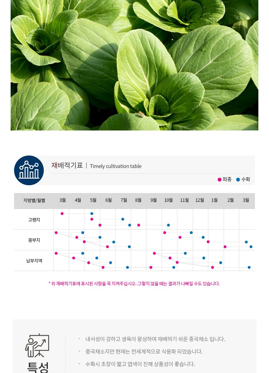 청경채 셀러드 야채 채소 식물 씨 종자 씨앗 1500립/청경채종자/청경채씨/청경채씨앗/씨/씨앗/종자/야채씨