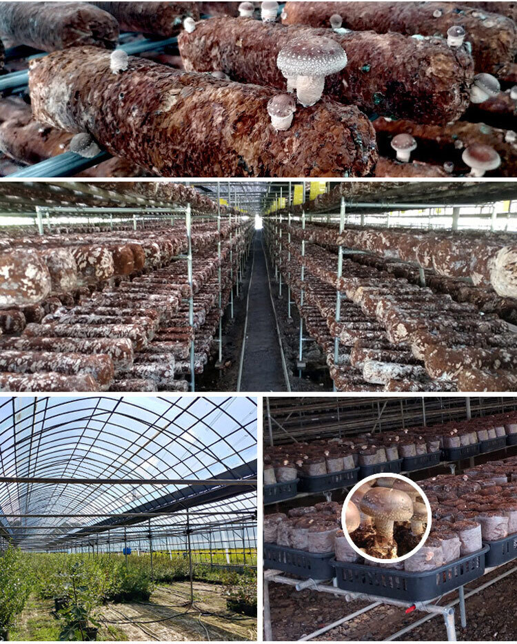 산해랑 프리미엄 수제 볶은 표고버섯차 100g/차/원물차/버섯차/건버섯/건버섯차/버섯물/표고버섯차/표고차/