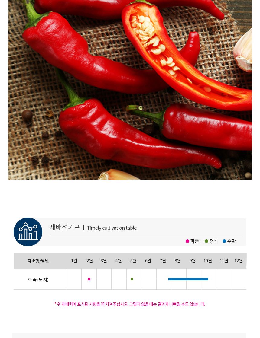 적 천일 풋 건 고추 야채 채소 씨 종자 씨앗 100립/고추종자/고추씨/고추씨앗/씨/씨앗/종자/야채씨앗/야채