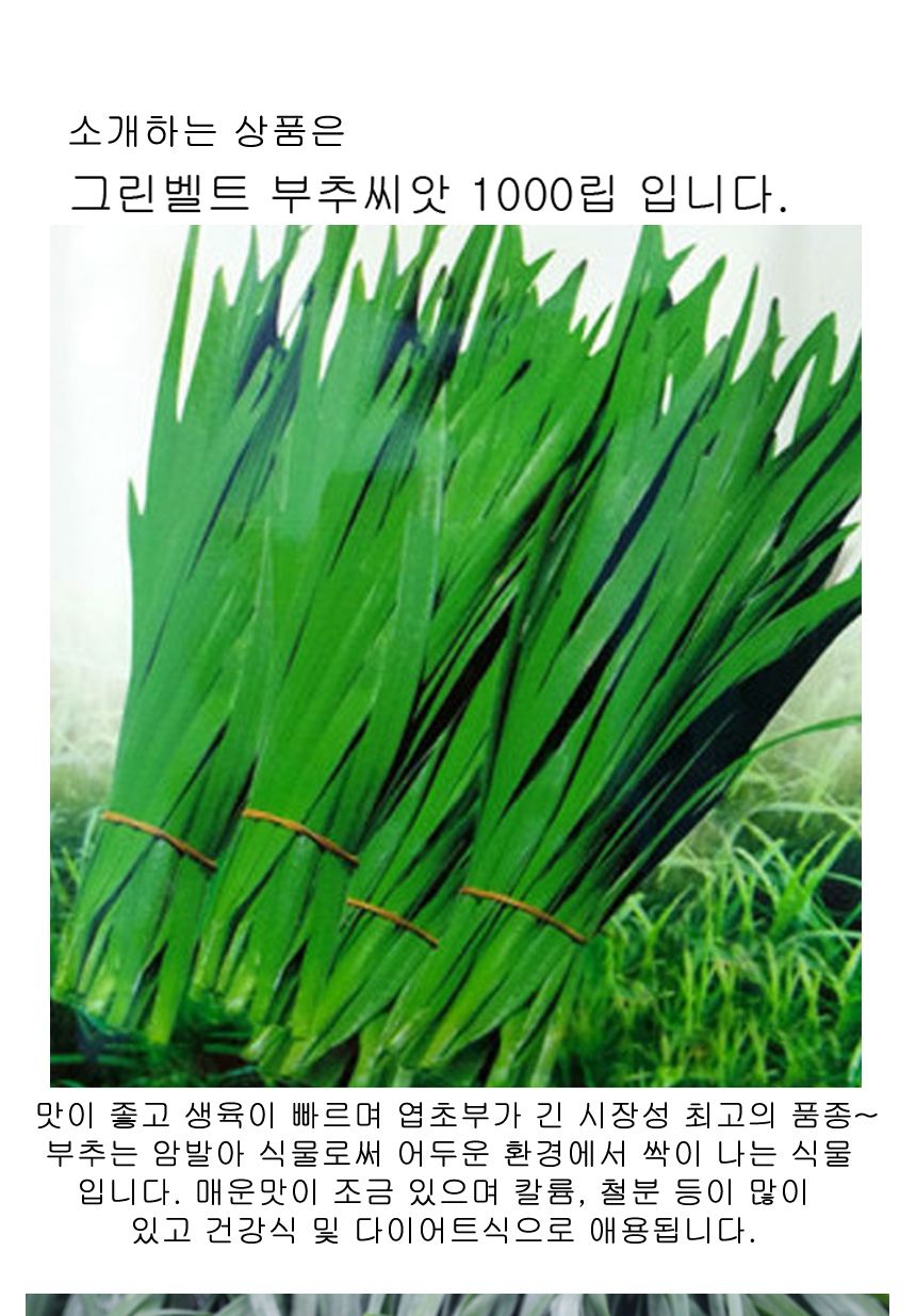 그린벨트 부추 셀러드 야채 채소 씨 종자 씨앗 1000립/부추종자/부추씨/부추씨앗/씨/씨앗/종자/야채씨앗/야