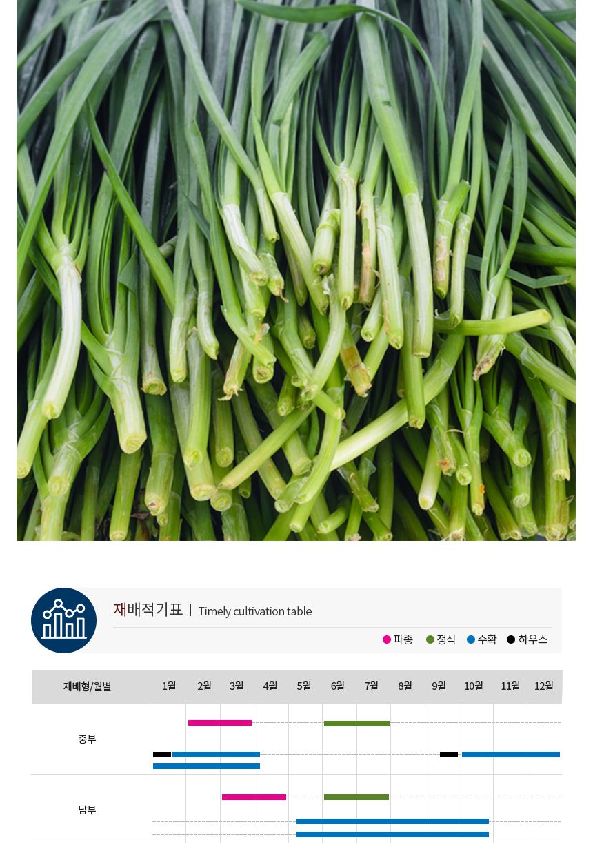 그린벨트 부추 셀러드 야채 채소 씨 종자 씨앗 1000립/부추종자/부추씨/부추씨앗/씨/씨앗/종자/야채씨앗/야