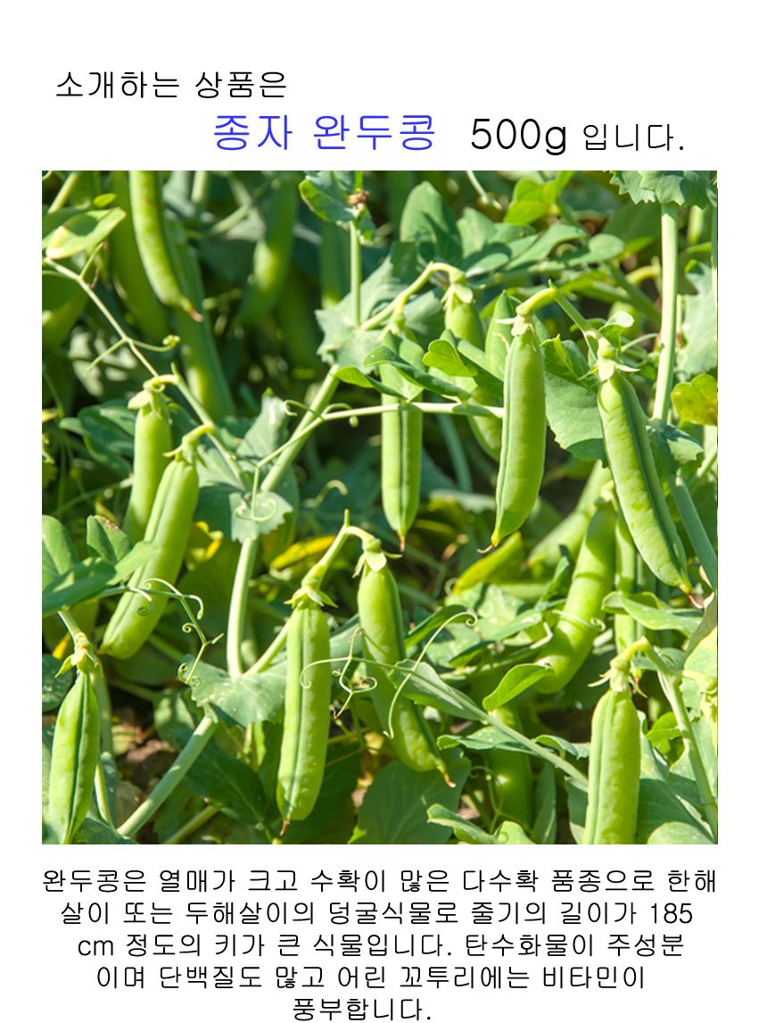완두 약콩 채소 씨앗 밥 껍질 품종 종자 풋 콩 500g/완두씨/완두종자/완두씨앗/씨/씨앗/종자/야채씨앗/야채