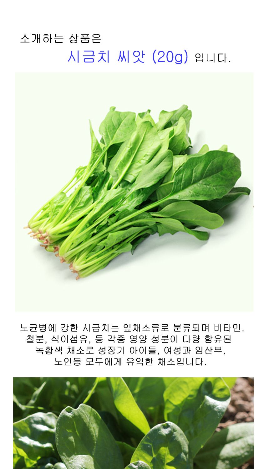 건강 시금치 야채 채소 식물 씨 종자 씨앗 20g/시금치종자/시금치씨/시금치씨앗/씨/씨앗/종자/야채씨앗/야