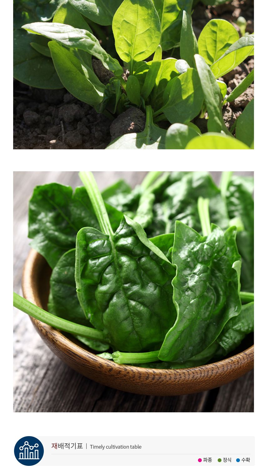 건강 시금치 야채 채소 식물 씨 종자 씨앗 20g/시금치종자/시금치씨/시금치씨앗/씨/씨앗/종자/야채씨앗/야