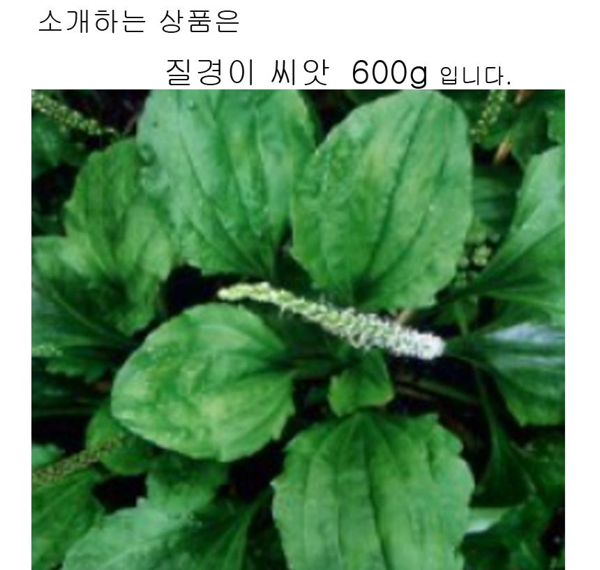 질경이 차전자 잎 차 나물 종자 산야초 씨앗 600g/씨/씨앗/질경이씨/질경이씨앗/질경이키우기/야채심기/산