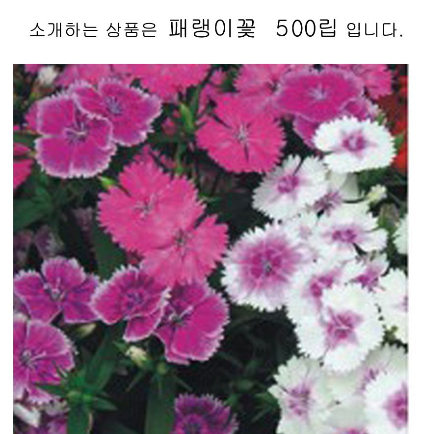 패랭이 꽃 씨앗 야생화 꽃씨 종자 품종 정원 500립/씨/씨앗/야생화씨/야생화씨앗/야생화키우기/꽃씨앗/정원