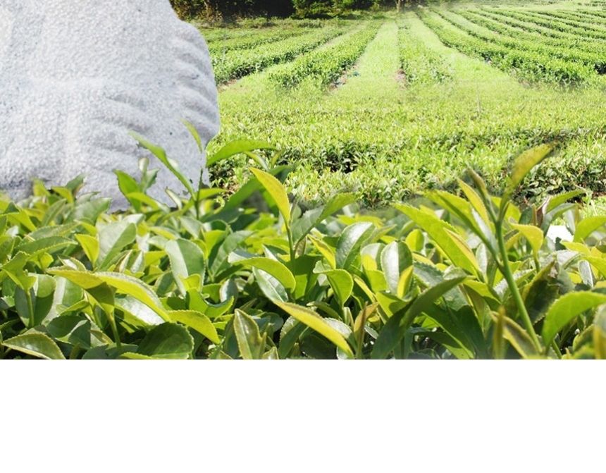 다희연 5월 녹차 40g 제주도 오가닉 잎차 엽차/차/녹차/새순녹차/제주잎차/녹차세트/녹차선물/녹차/엽차/잎