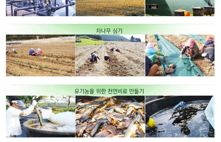 다희연 녹차 티백 5g x30포 제주도 오가닉 사각 잎차/다희연차/다희연녹차/새순녹차/제주잎차/녹차세트/녹