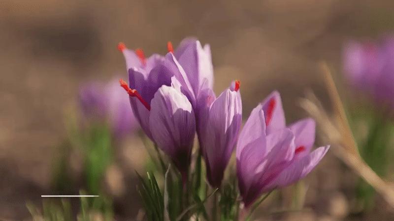 서피란 샤프란향신료 0.25g saffron tea 사프란차/샤프란차/차/꽃향차/향기좋은차/티/꽃티/서피란티/샤프란