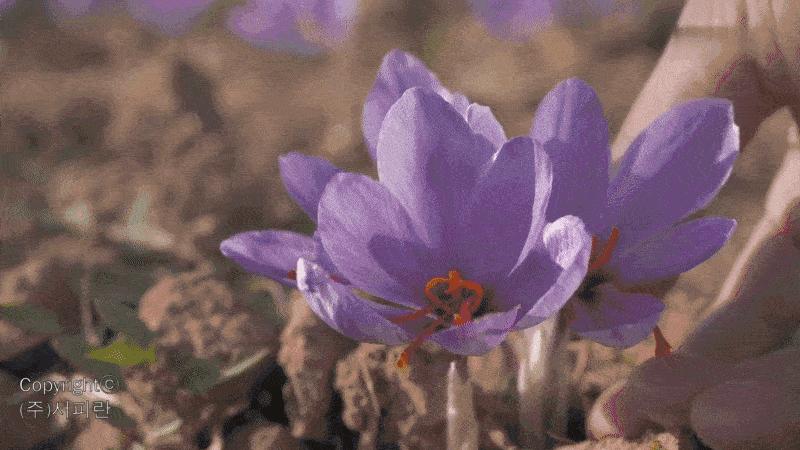 서피란 샤프란향신료 0.25g saffron tea 사프란차/샤프란차/차/꽃향차/향기좋은차/티/꽃티/서피란티/샤프란