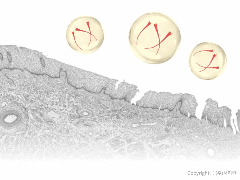 서피란 샤프란향신료 0.25g saffron tea 사프란차/샤프란차/차/꽃향차/향기좋은차/티/꽃티/서피란티/샤프란