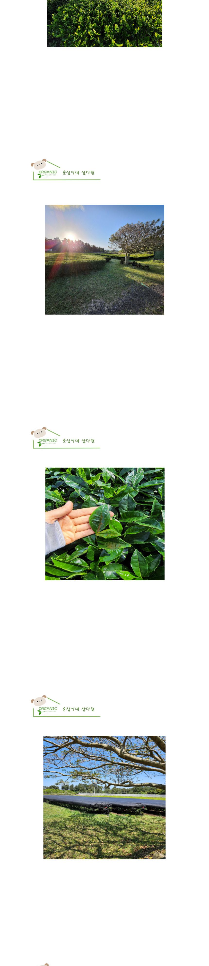 첫물 가루녹차 제주오가닉말차가루 100g 선물 포장용/제주산말차가루/말차라떼/말차빙수/녹차라떼/녹차빙수