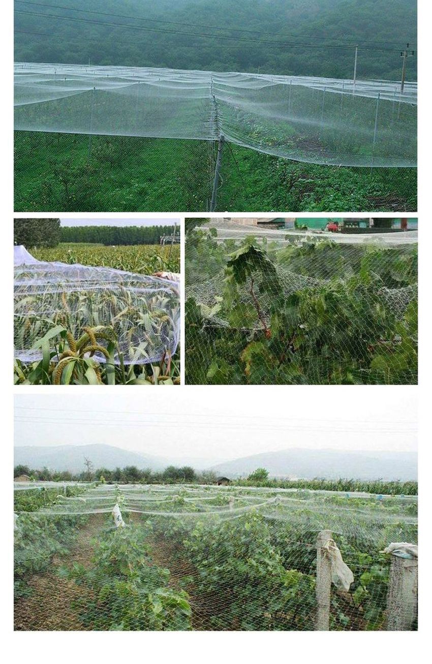 새방지 과수보호 그물 2M x 10M 조류방지 새그물/안티버드/조류방지/조류쫓기/방조망/새방지/새쫓기/안티버