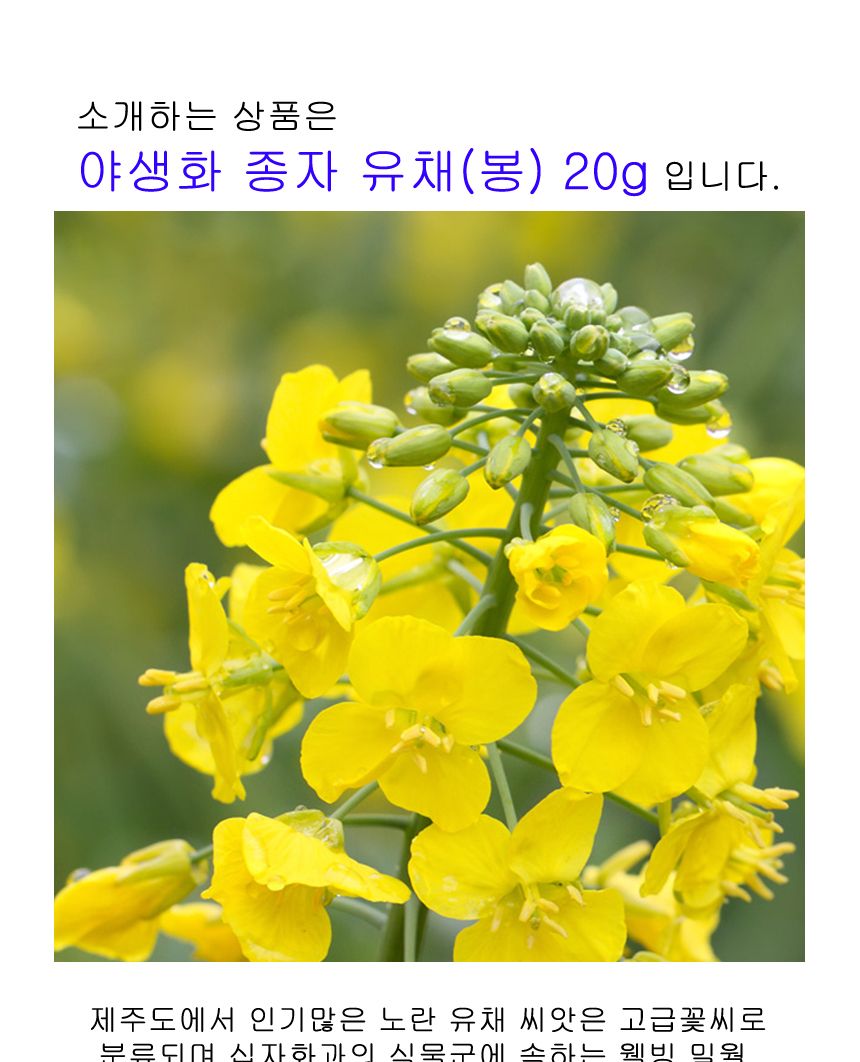 씨앗팜 정원 야생화 꽃씨 종자 유채 20g 씨앗판매/씨/씨앗/꽃씨/꽃씨앗/야생화씨/야생화씨앗/정원가꾸기/정