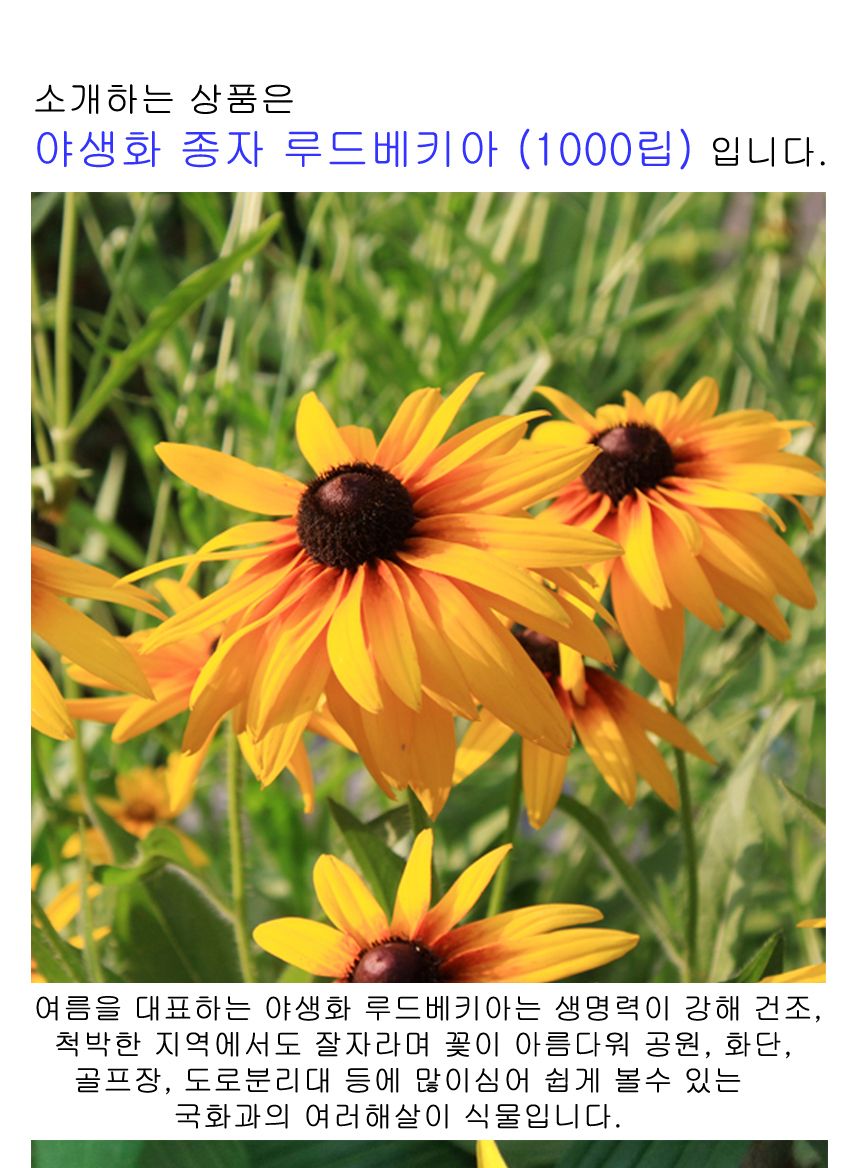 꽃씨앗 정원 야생화 꽃씨 종자 루드베키아 1000립/씨/씨앗/꽃씨/꽃씨앗/야생화씨/야생화씨앗/정원가꾸기/정