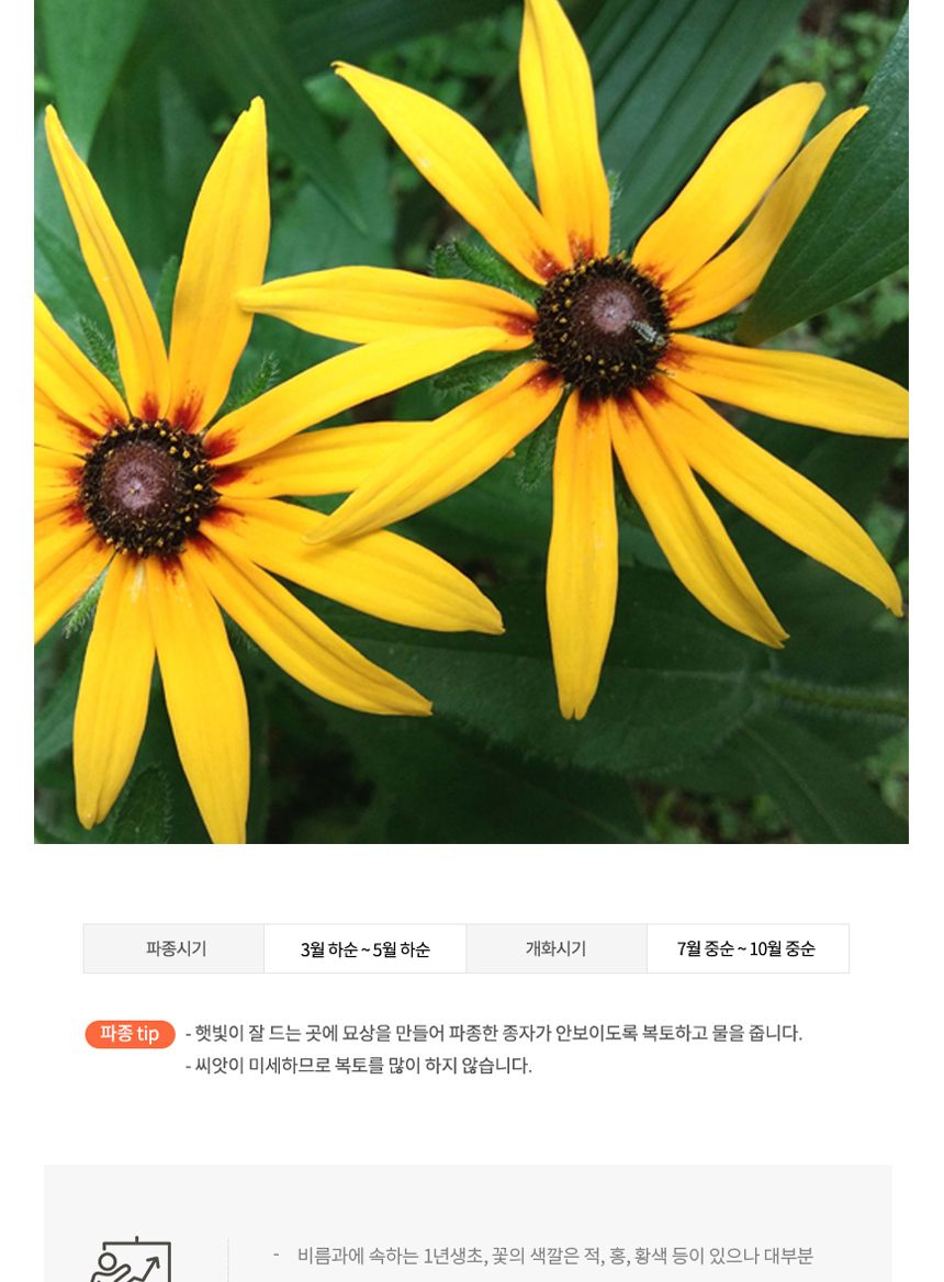 꽃씨앗 정원 야생화 꽃씨 종자 루드베키아 1000립/씨/씨앗/꽃씨/꽃씨앗/야생화씨/야생화씨앗/정원가꾸기/정