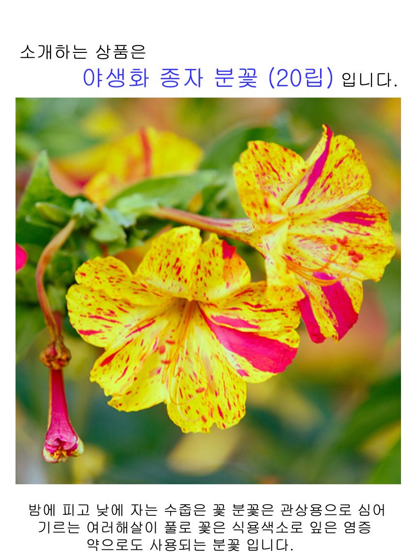 씨앗팜 정원 야생화 꽃씨 종자 분꽃 씨앗판매 20립/씨/씨앗/꽃씨/꽃씨앗/야생화씨/야생화씨앗/정원가꾸기/