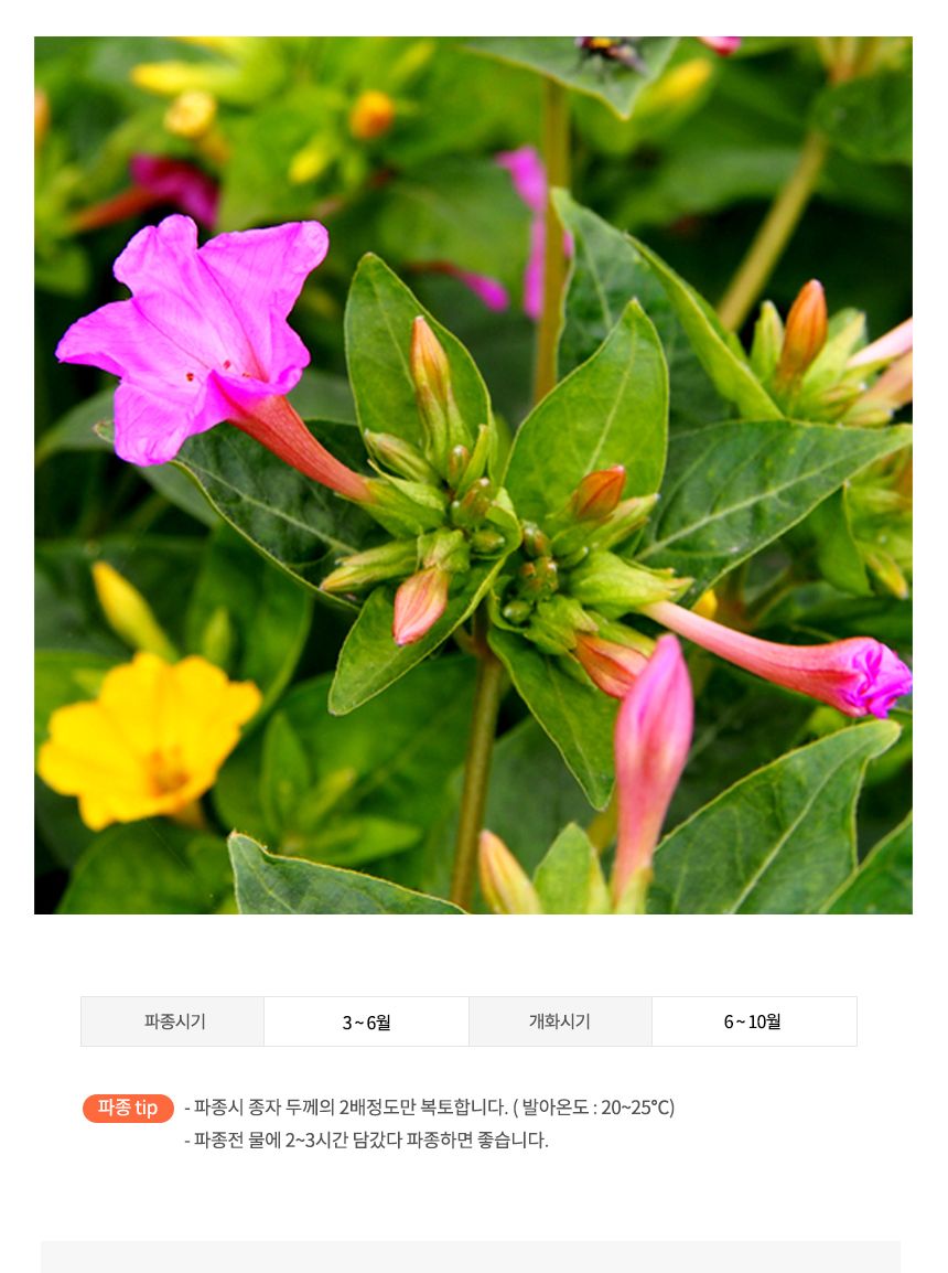 씨앗팜 정원 야생화 꽃씨 종자 분꽃 씨앗판매 20립/씨/씨앗/꽃씨/꽃씨앗/야생화씨/야생화씨앗/정원가꾸기/