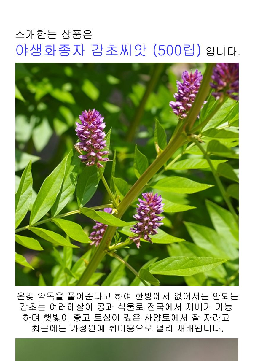 재래종 야생화 꽃씨 종자 감초 감초몰 씨앗 500립/씨/씨앗/꽃씨/꽃씨앗/야생화씨/야생화씨앗/정원가꾸기/정