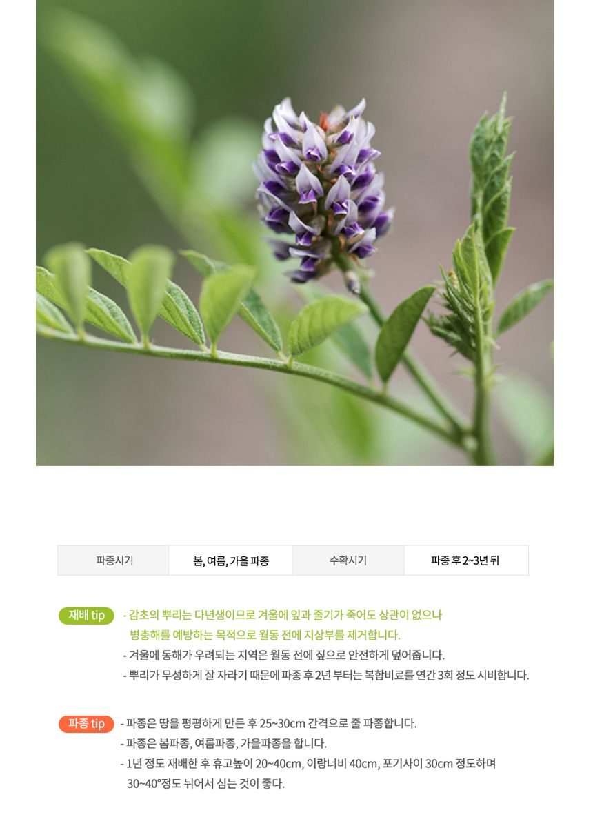 재래종 야생화 꽃씨 종자 감초 감초몰 씨앗 500립/씨/씨앗/꽃씨/꽃씨앗/야생화씨/야생화씨앗/정원가꾸기/정