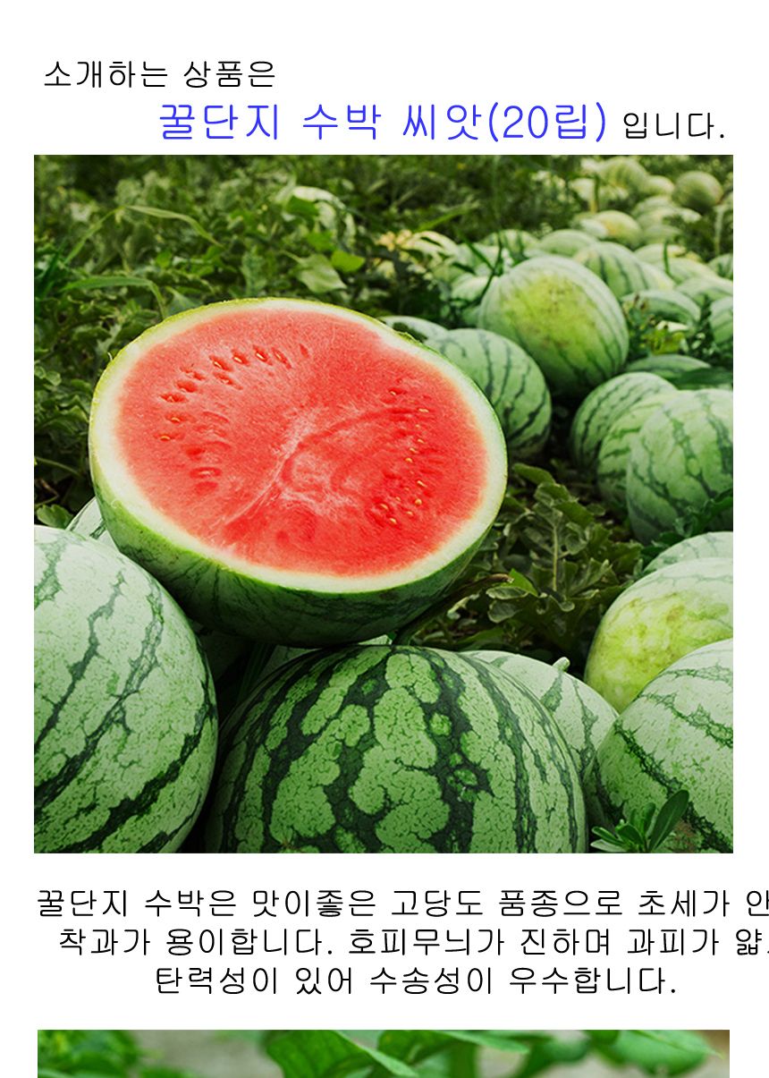 과일 토마토 수박 키우기 씨 씨앗 발아 종자 20립/수박씨/수박씨앗/과일종자/과일씨앗/과일키우기/과일작물