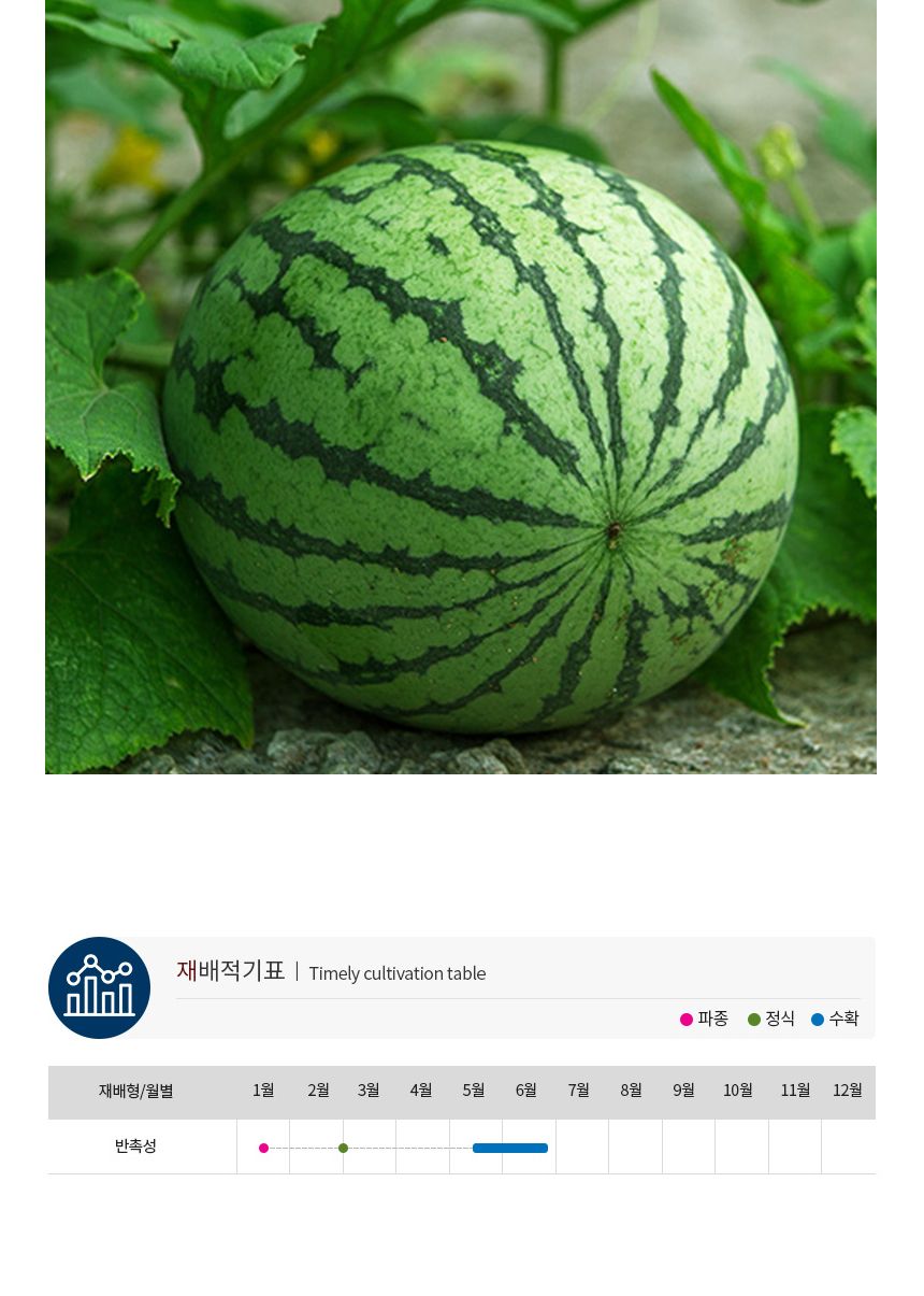 과일 토마토 수박 키우기 씨 씨앗 발아 종자 20립/수박씨/수박씨앗/과일종자/과일씨앗/과일키우기/과일작물