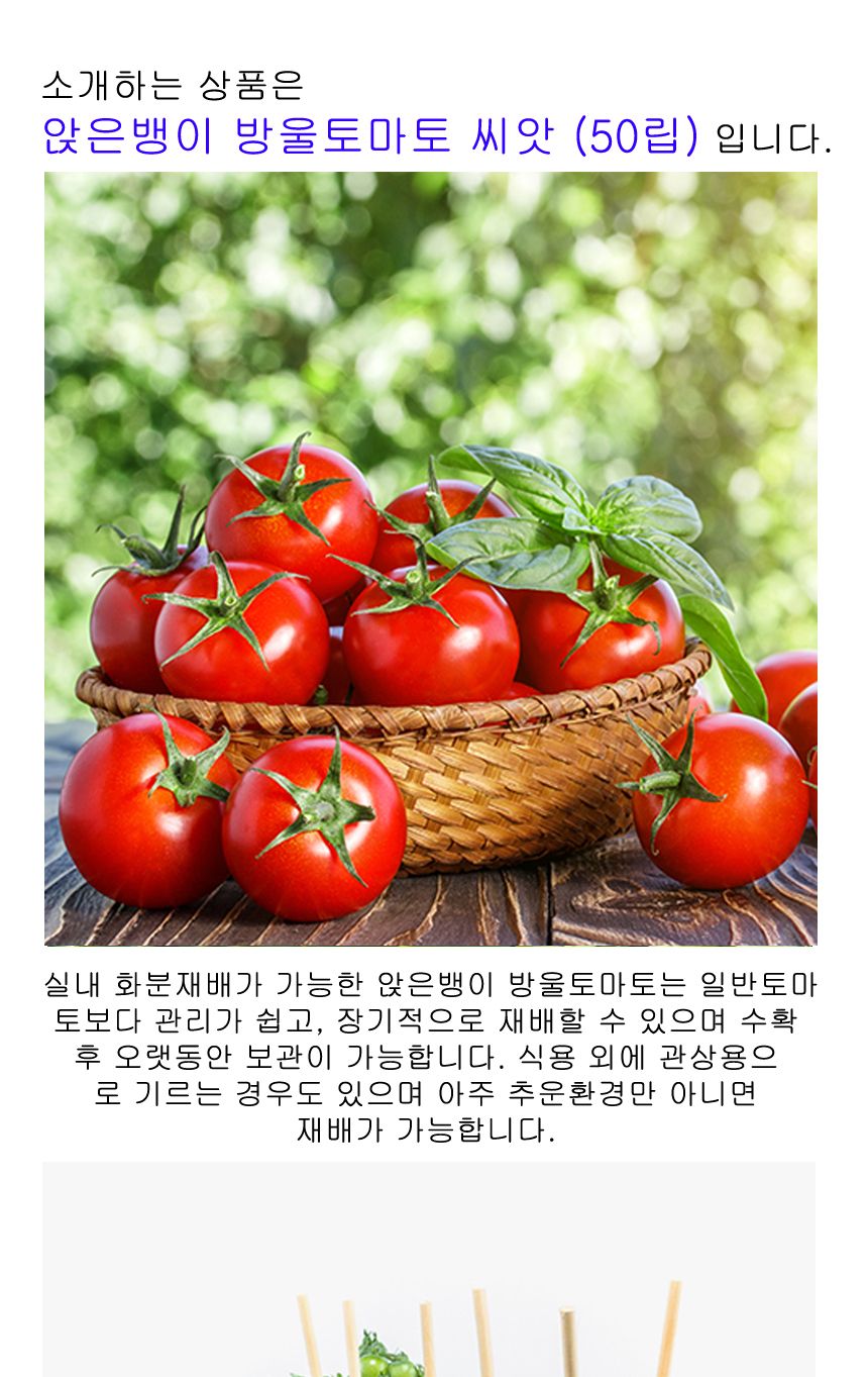방울 토마토 도마토 키우기 채소 씨앗 종자 50립/방울토마토씨/방울토마토씨앗/과일종자/과일씨앗/과일키우