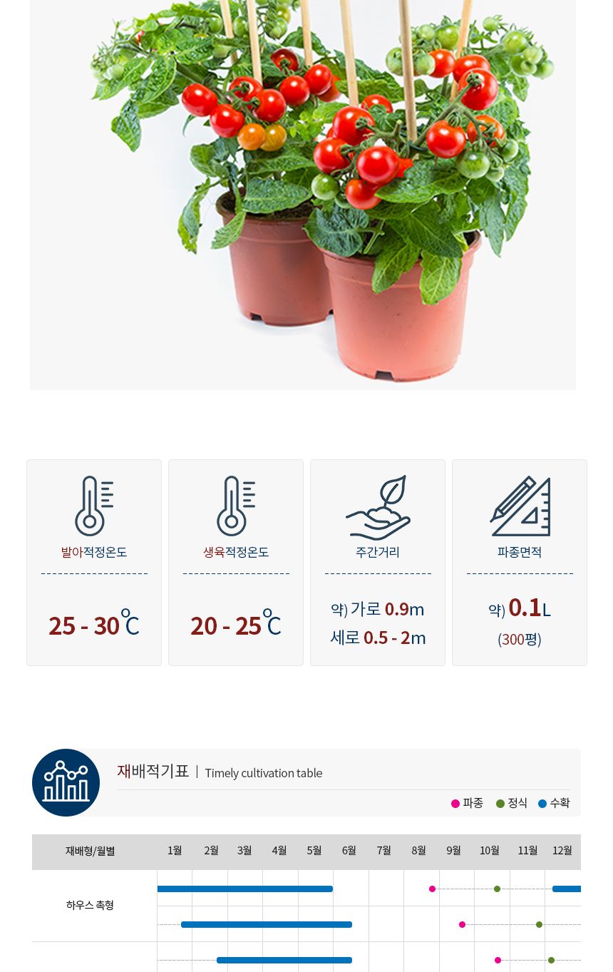 방울 토마토 도마토 키우기 채소 씨앗 종자 50립/방울토마토씨/방울토마토씨앗/과일종자/과일씨앗/과일키우