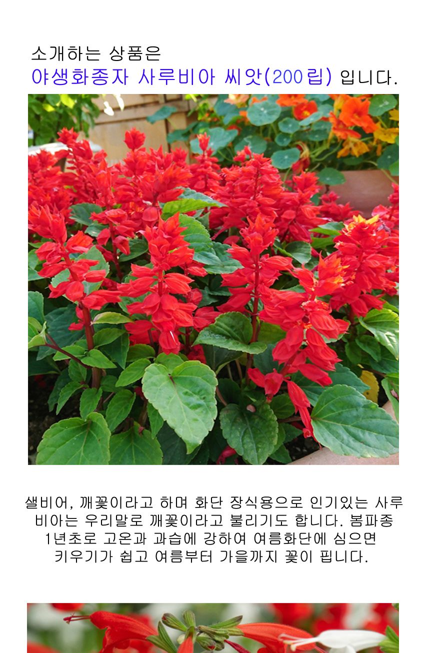 씨앗 야생화 종자 꽃씨 깨꽃 사루비아 키우기 200립/씨/씨앗/꽃씨/꽃씨앗/야생화씨/야생화씨앗/정원가꾸기/