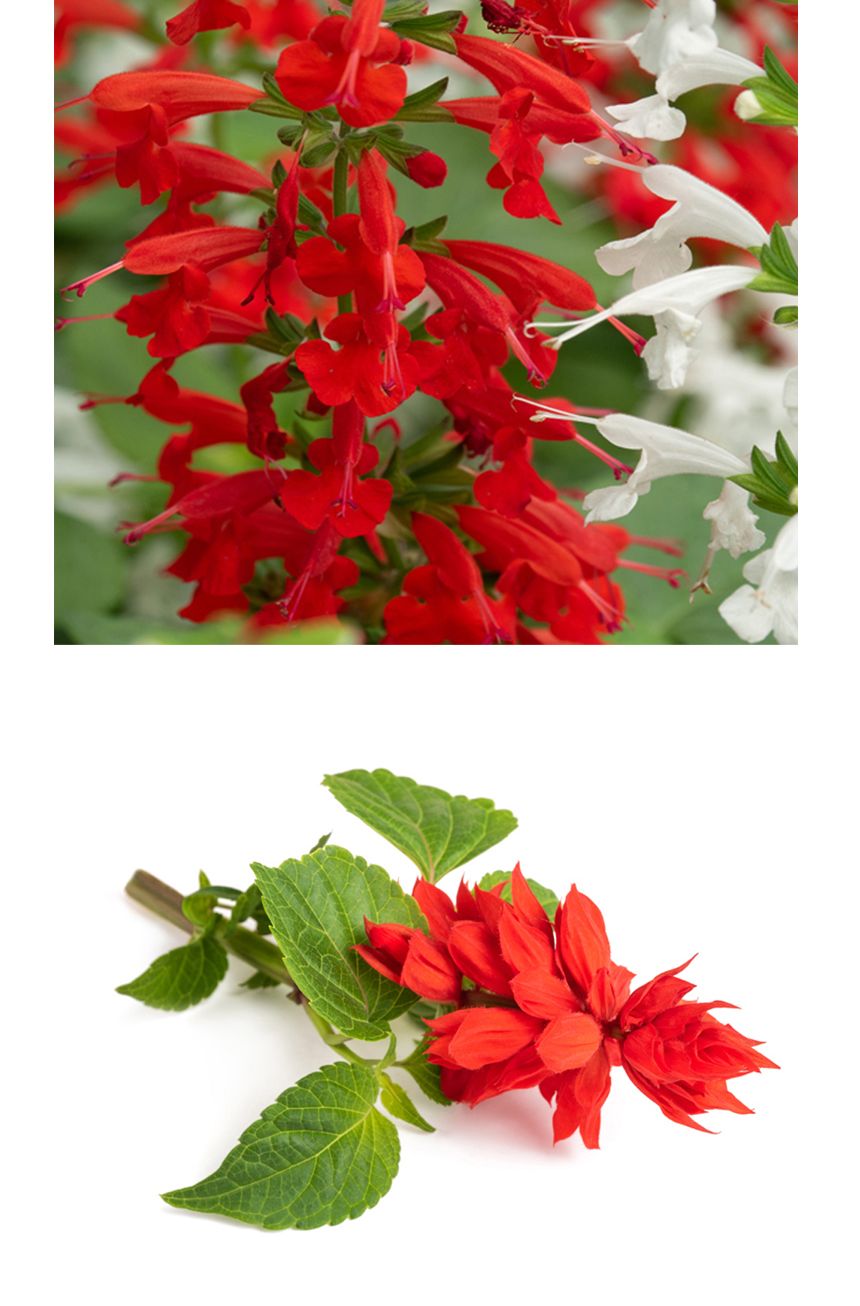 씨앗 야생화 종자 꽃씨 깨꽃 사루비아 키우기 200립/씨/씨앗/꽃씨/꽃씨앗/야생화씨/야생화씨앗/정원가꾸기/