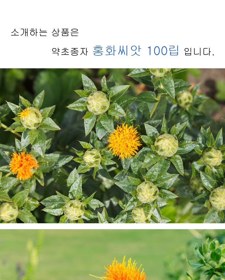 꽃씨앗 야생화 꽃씨 종자 씨 홍화 꽃 키우기 100립/씨/씨앗/꽃씨/꽃씨앗/야생화씨/야생화씨앗/정원가꾸기/
