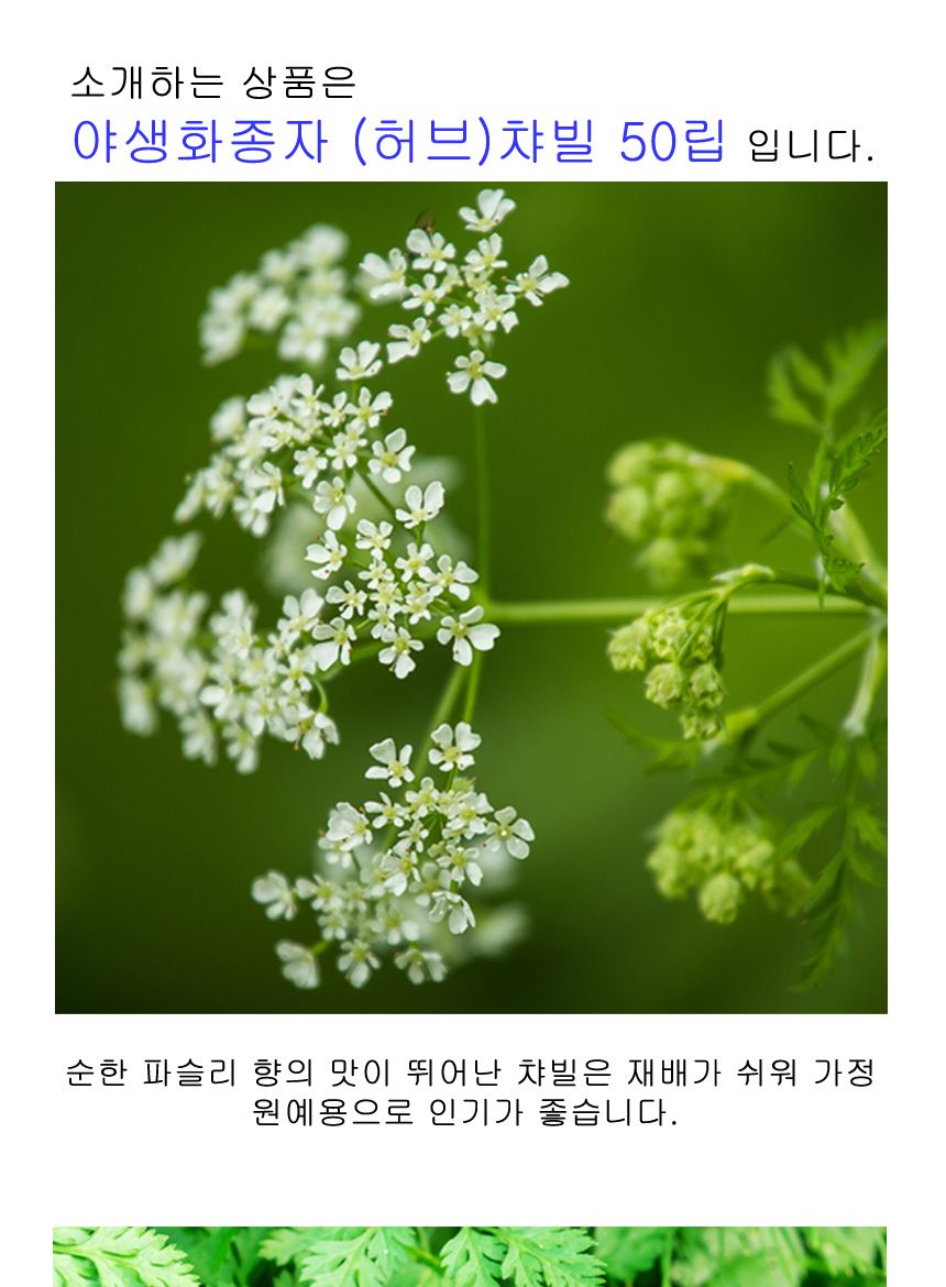 꽃씨앗 야생화 꽃씨 종자 씨 허브 챠빌 키우기 50립/씨/씨앗/꽃씨/꽃씨앗/야생화씨/야생화씨앗/정원가꾸기/