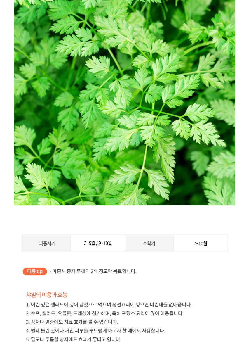 꽃씨앗 야생화 꽃씨 종자 씨 허브 챠빌 키우기 50립/씨/씨앗/꽃씨/꽃씨앗/야생화씨/야생화씨앗/정원가꾸기/