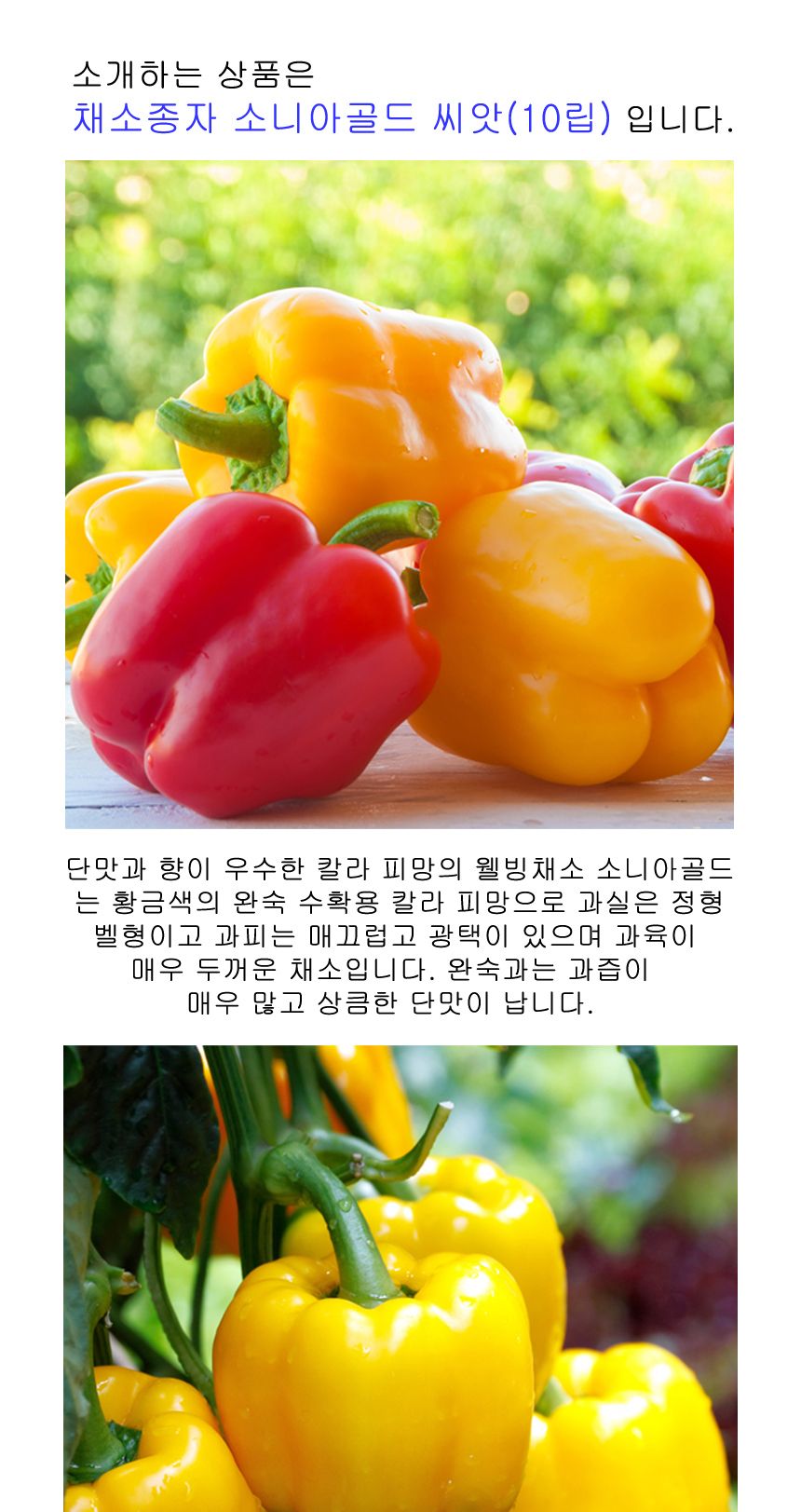 식용 미니 피망 파프리카 채소 종자 소니아골드 씨앗/파프리카/파프리카모종/파프리카씨/파프리카키우기/채