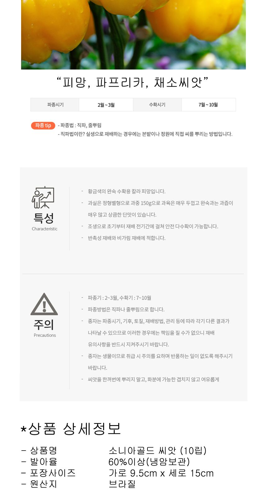 식용 미니 피망 파프리카 채소 종자 소니아골드 씨앗/파프리카/파프리카모종/파프리카씨/파프리카키우기/채