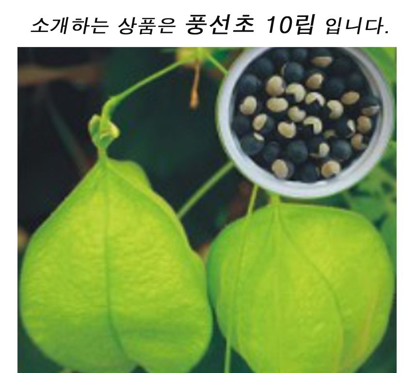 덩굴 풍선초 야생화 꽃씨 식물 종자 씨앗 품종 10립/야생화씨/야생화씨앗/풍선초씨앗/씨앗모종/씨앗재배/씨