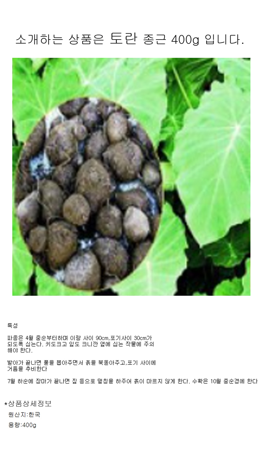 재래 토란 종근 씨앗 작물 품종 채소 종자 400g/야생화키우기/씨앗/파종/모종/모종심기/파종기/꽃씨앗/식물
