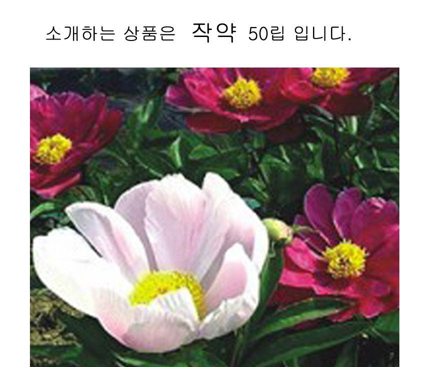 작약 재래종 함박꽃 씨앗 야생화 꽃씨 종자 50립/야생화키우기/씨앗/파종/모종/모종심기/파종기/꽃씨앗/식
